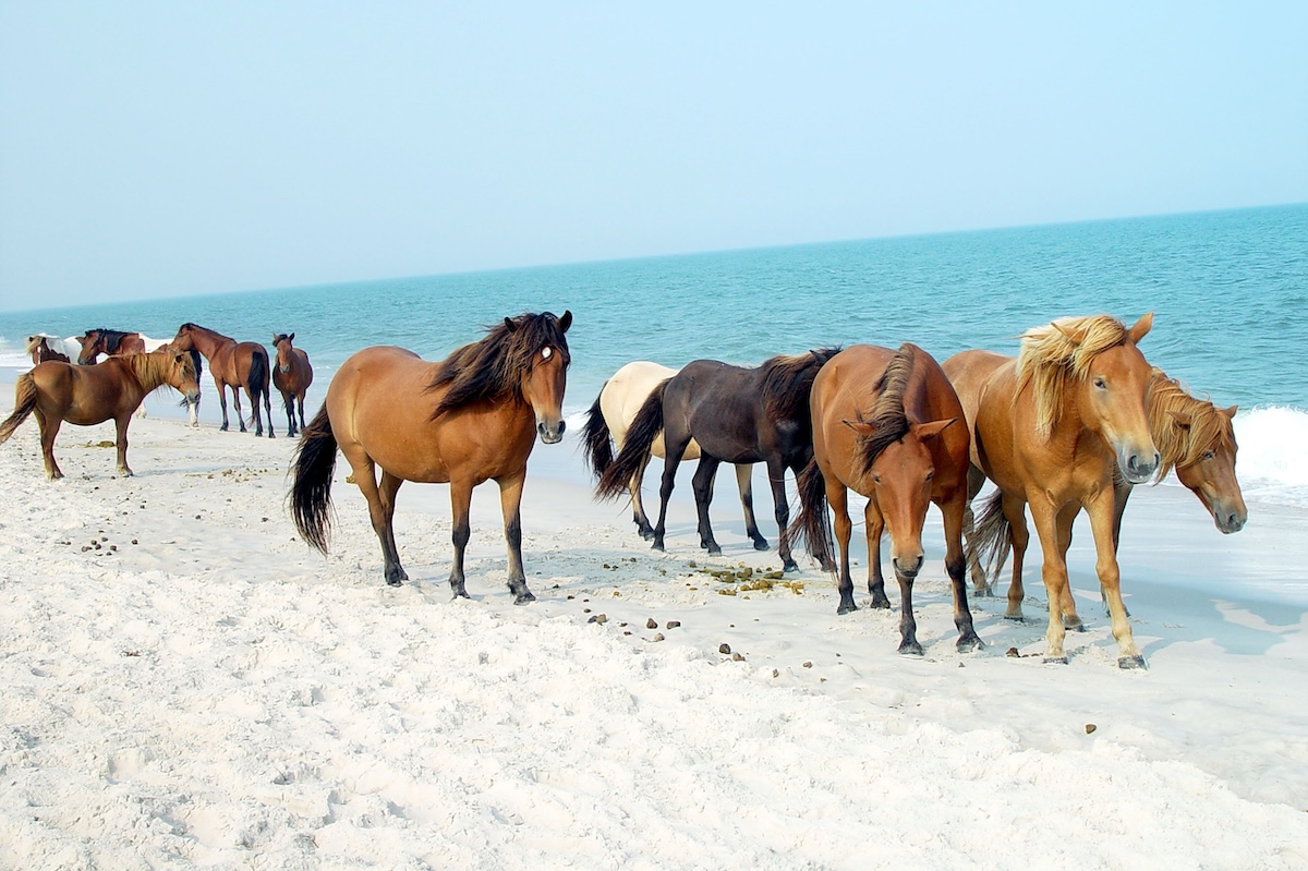 Assateague Island