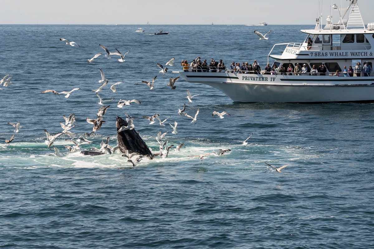 Cape Cod