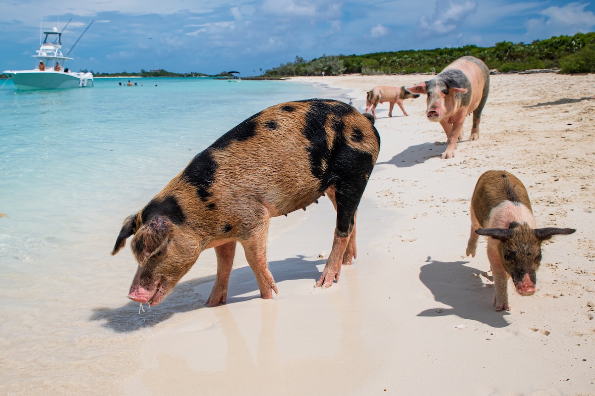 Pig Beach
