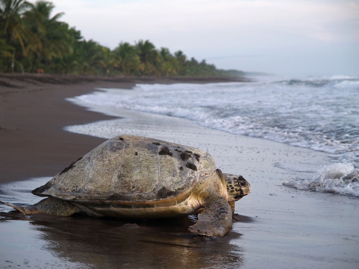 Tortuguero Beach