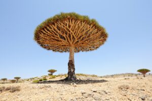 Socotra Island