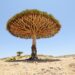 Socotra Island