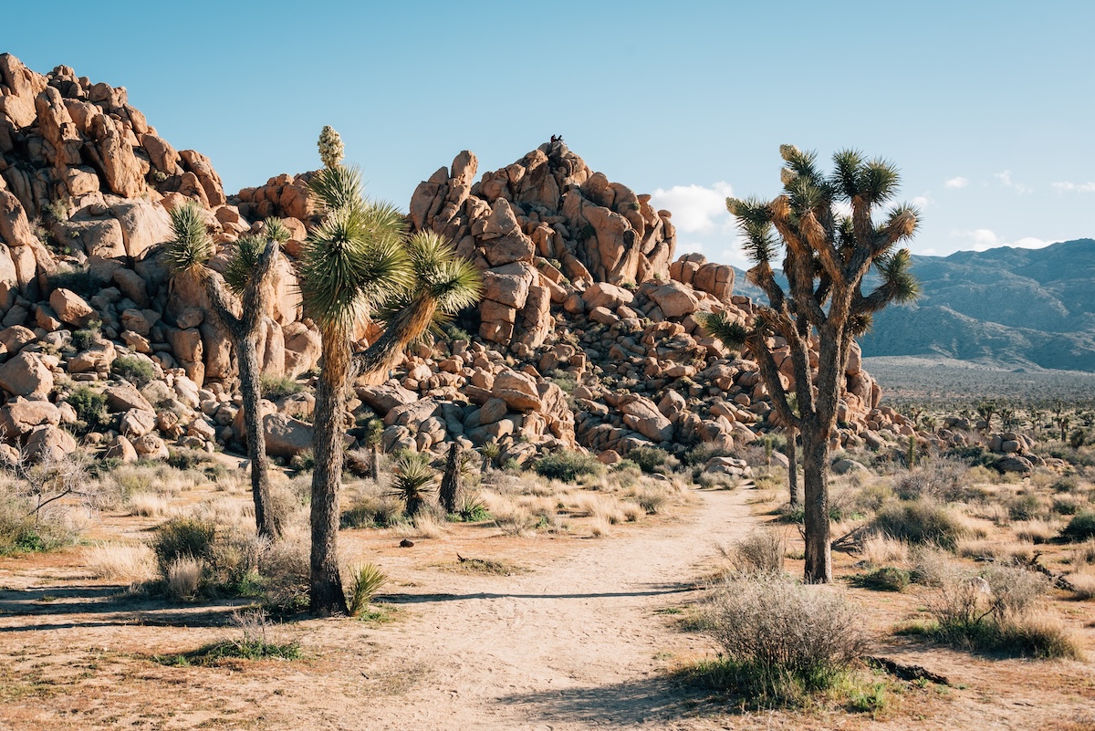 Joshua Tree