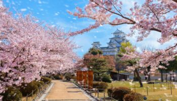 Cherry Blossoms