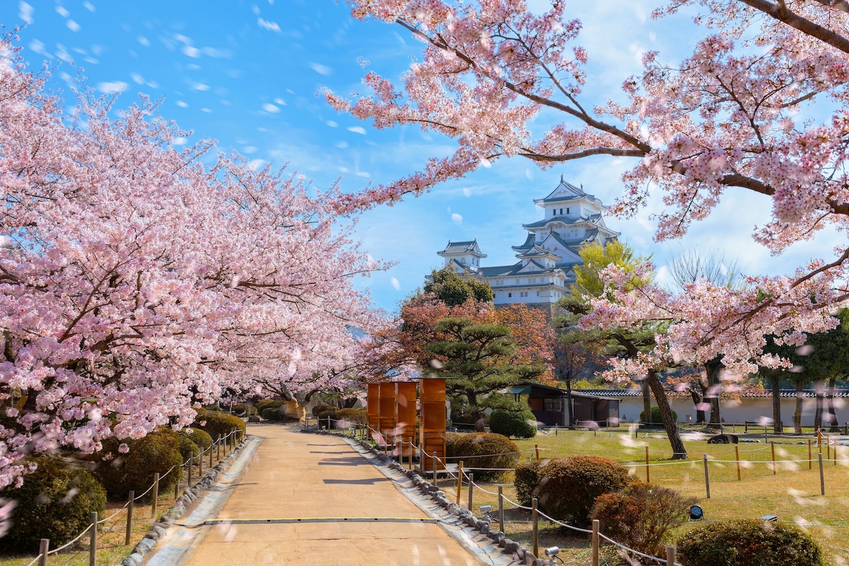 Cherry Blossoms