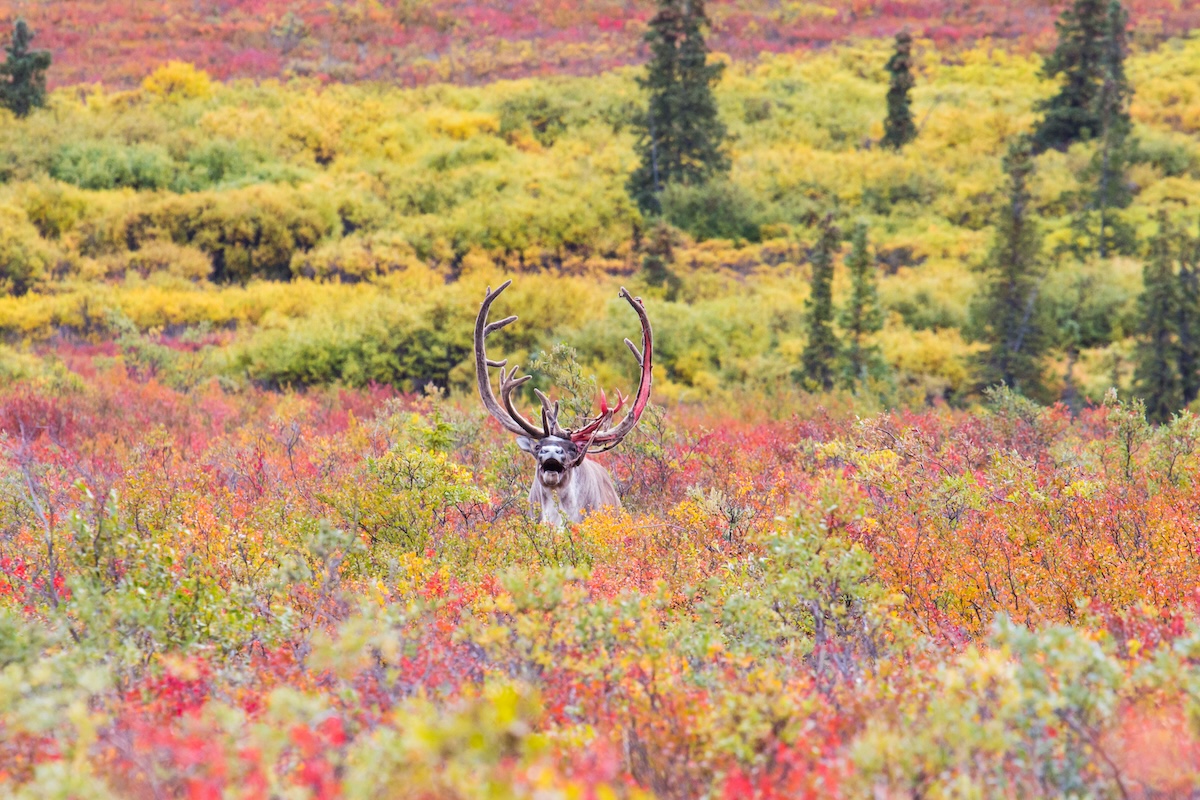 Denali National Park