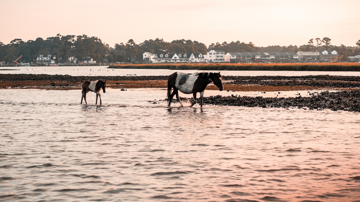 Chincoteague