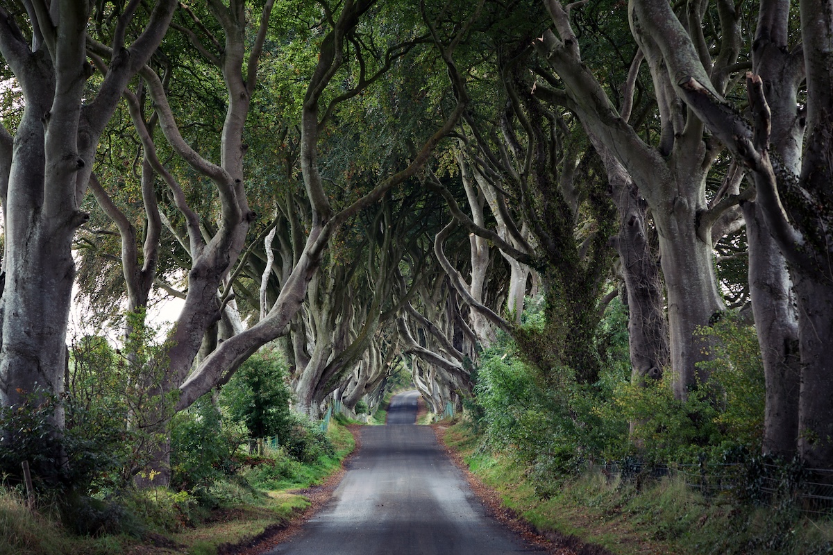 Dark Hedges