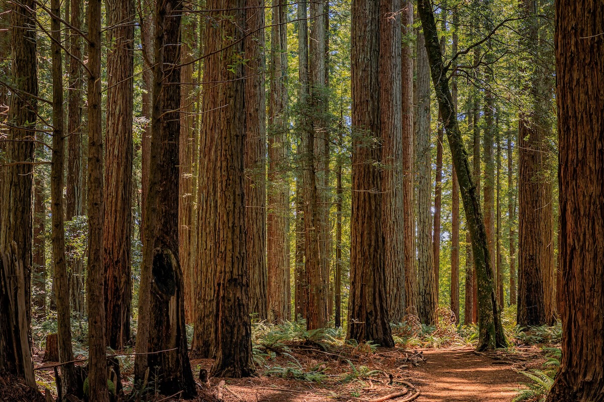 Redwood National Park