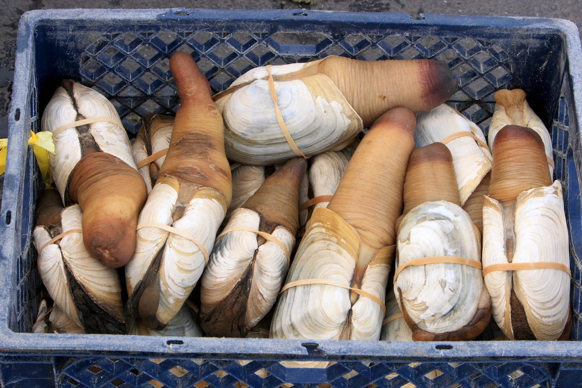 Geoducks