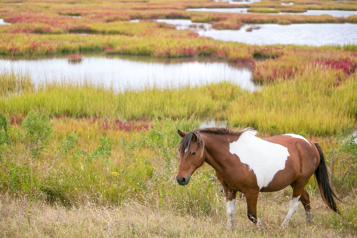 Assateague Island