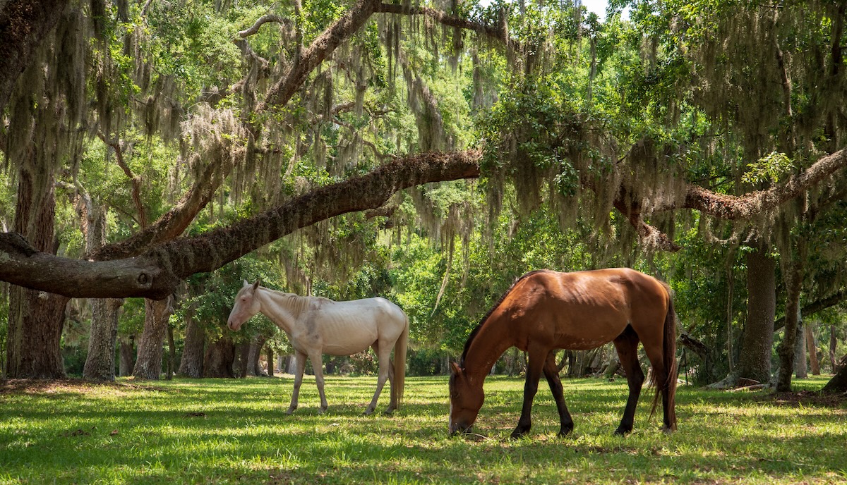 Cumberland Island