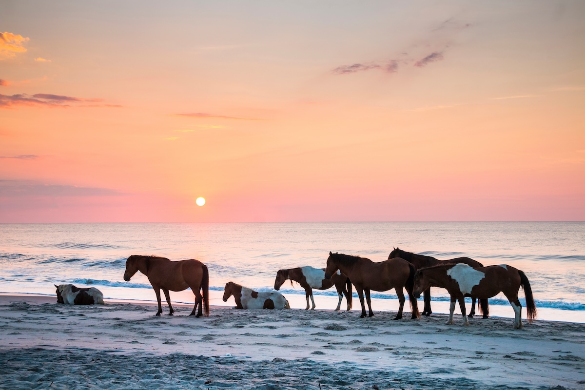 Assateague Island