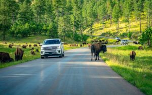 Custer State Park