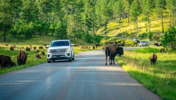 Custer State Park