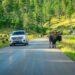 Custer State Park
