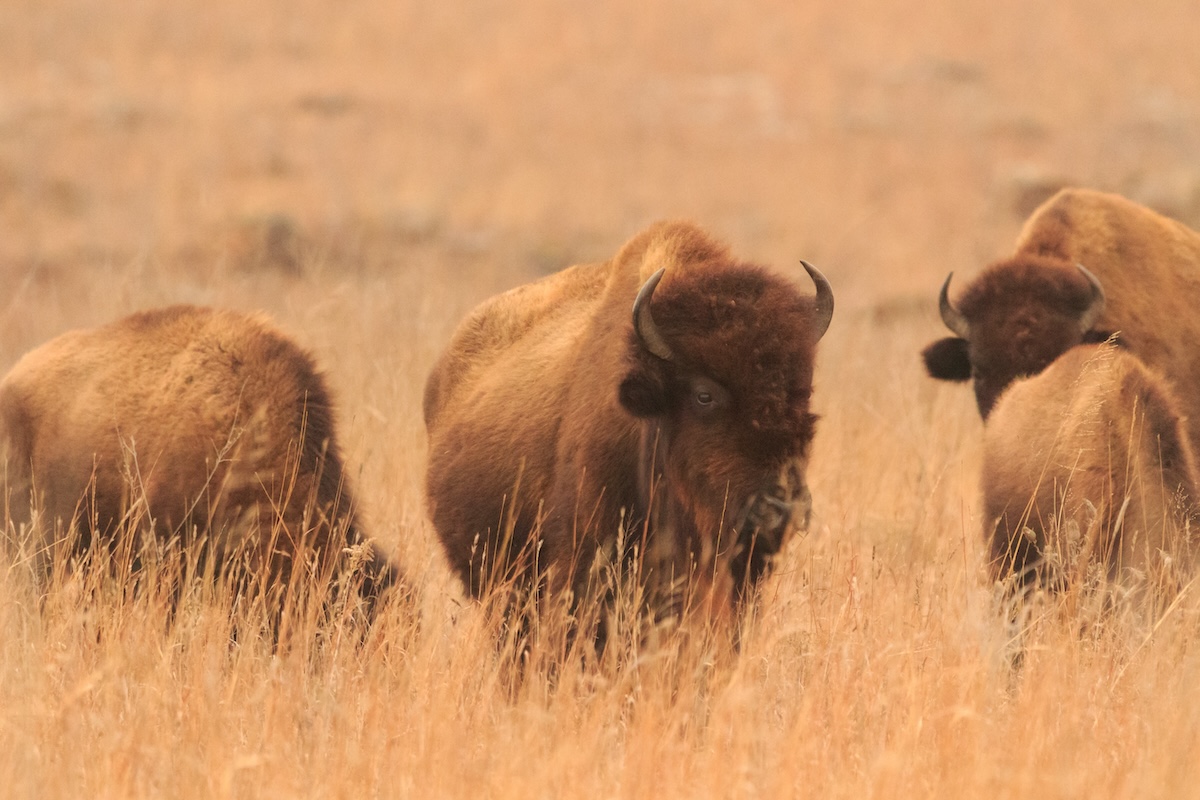 Tallgrass Prairie
