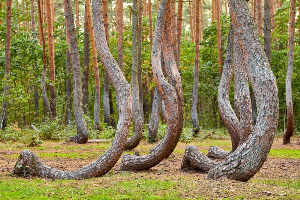 Mysterious Forests Straight Out of a Fantasy World (+Map) - Touropia