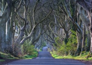 Dark Hedges