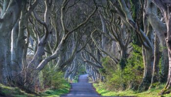 Dark Hedges