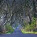 Dark Hedges