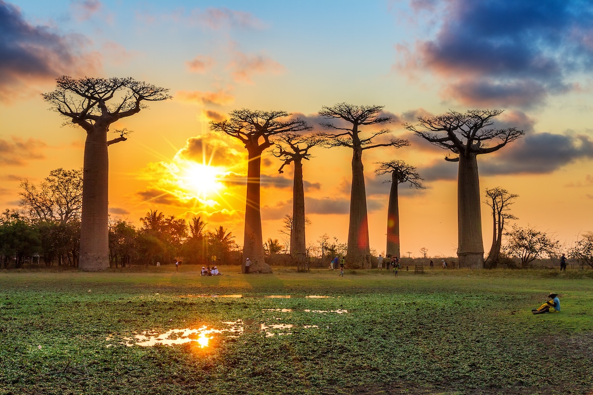 Avenue of the Baobabs