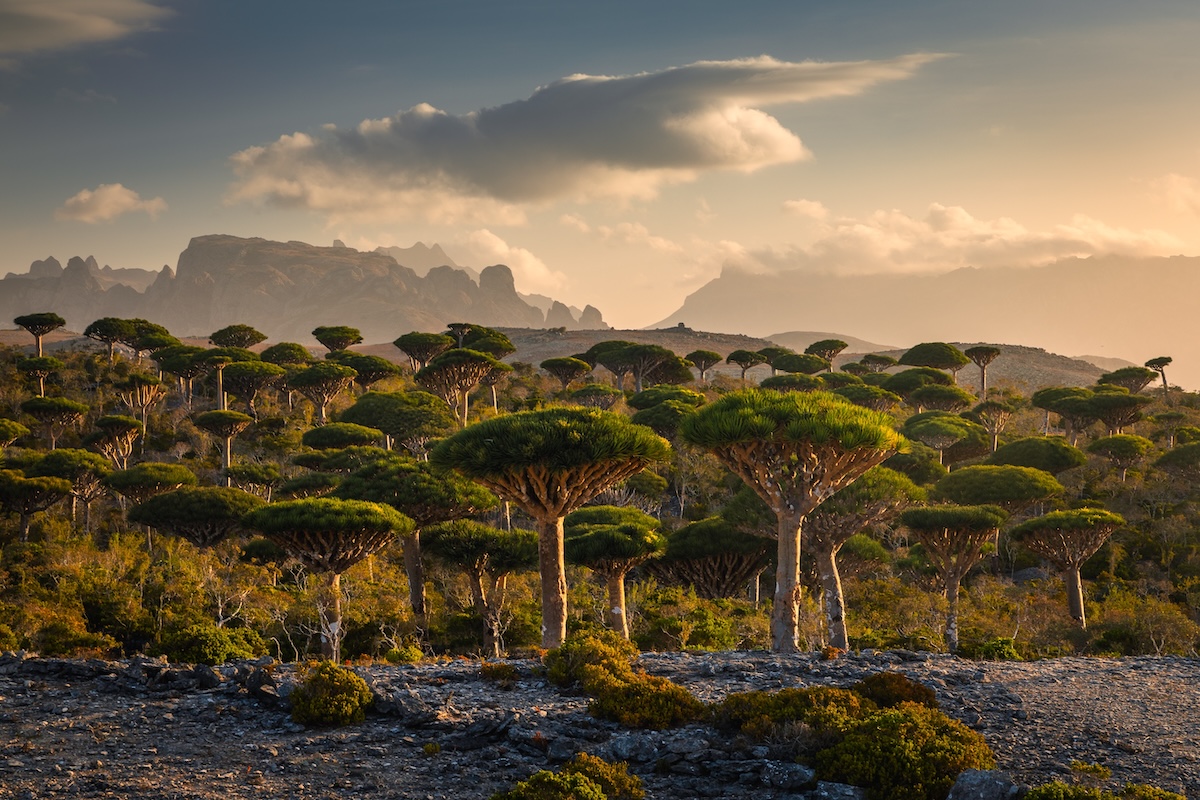 Socotra Island