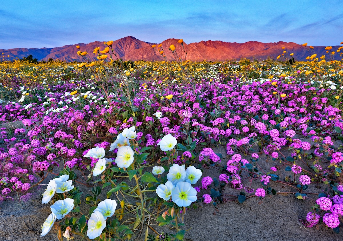 Anza-Borrego Super Bloom
