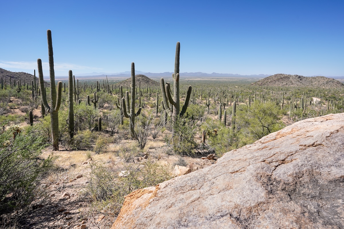 Saguaro National Park