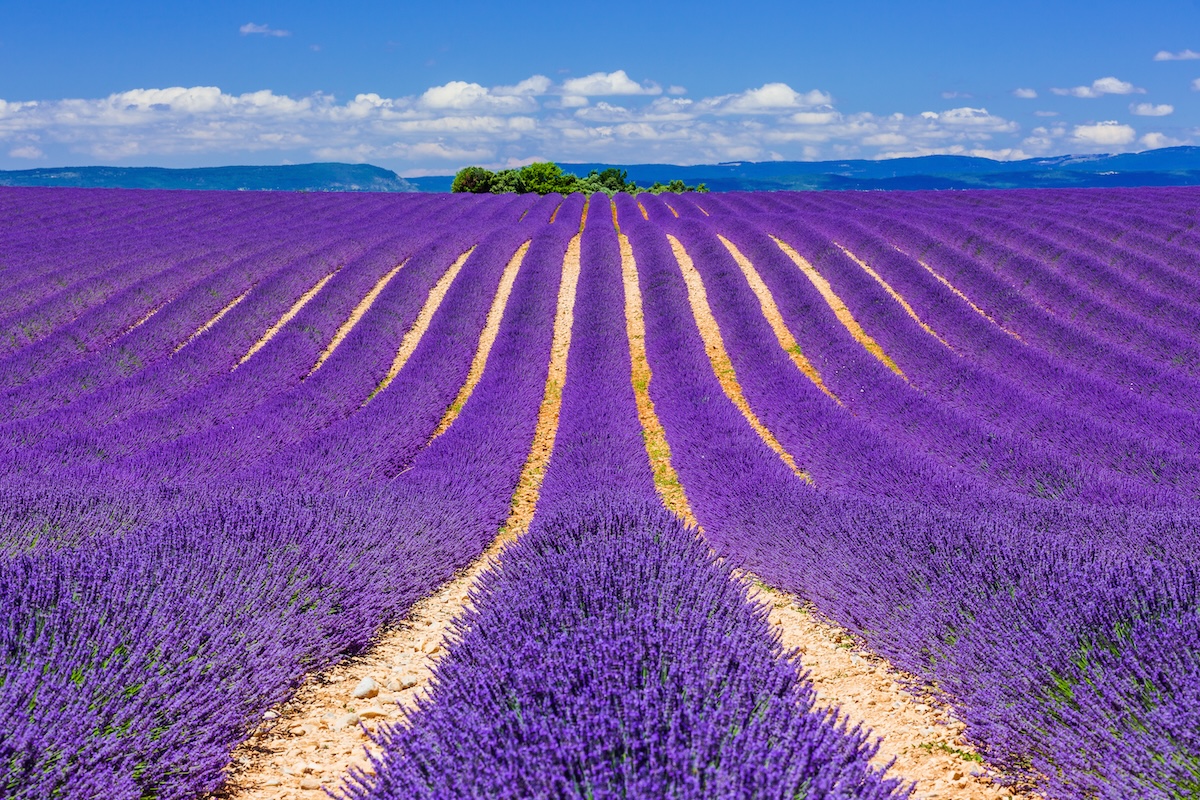 Valensole Plateau