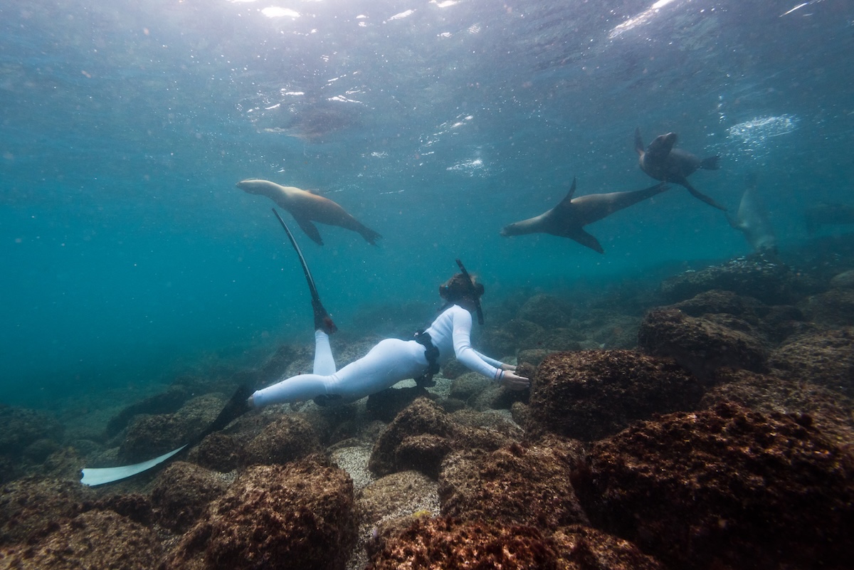 Galapagos Sea Lions