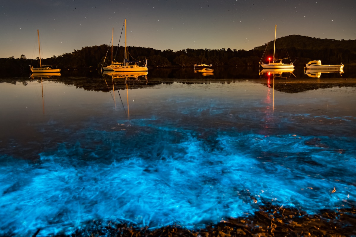 Bioluminescence blue glow