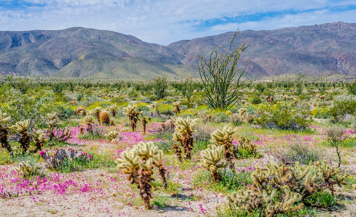 Anza-Borrego Desert State Park
