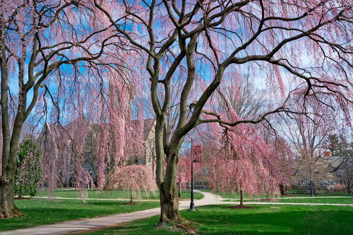 Bryn Mawr College