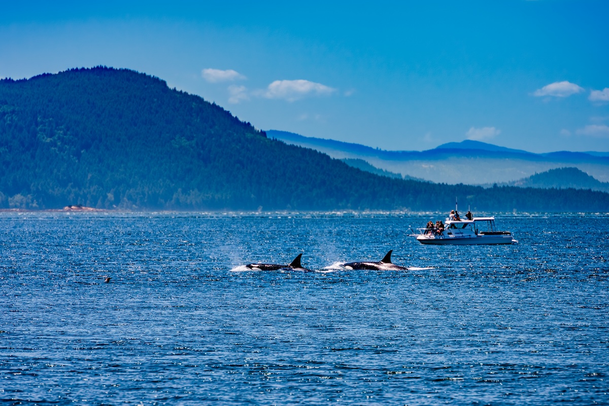 Orca Whales