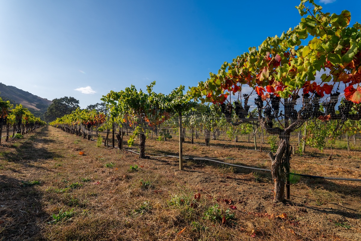 Santa Ynez Valley