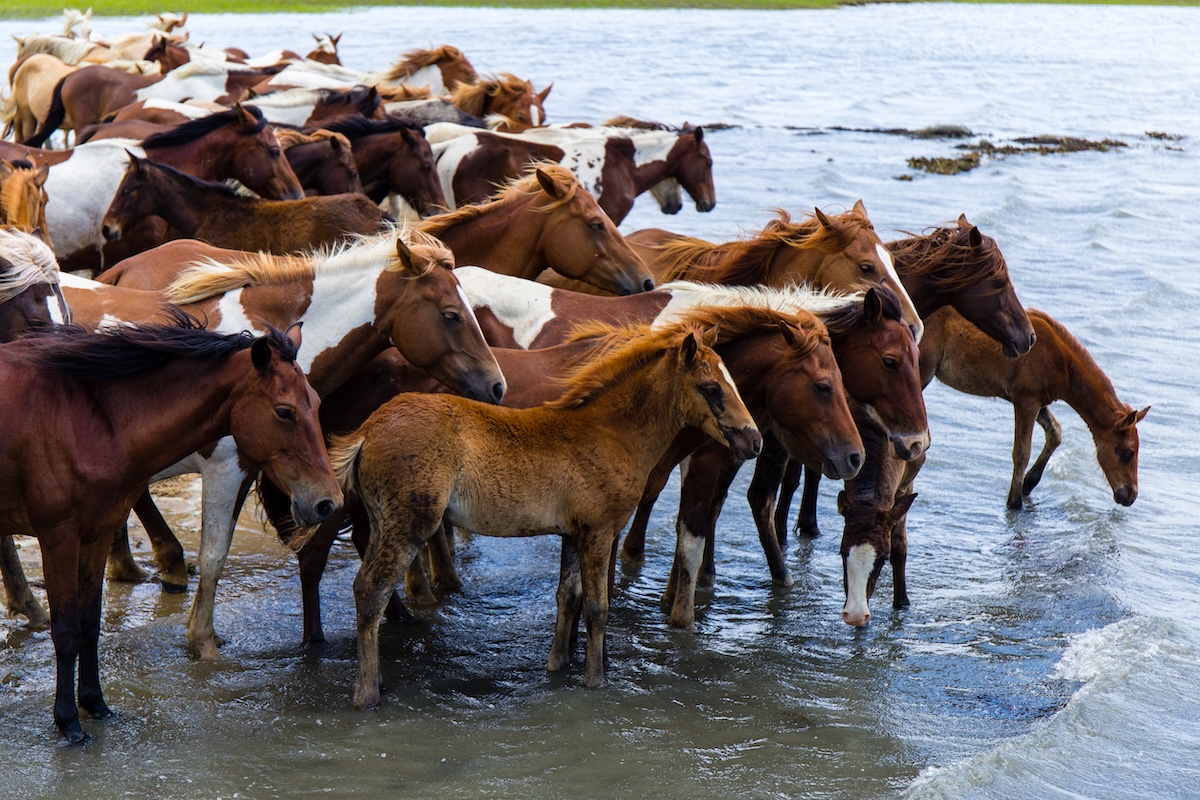 A herd of the wild ponies of Chincoteague Island
