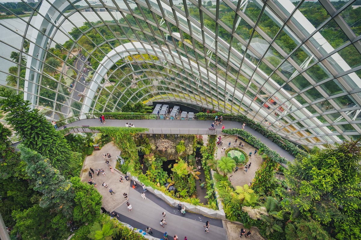 Cloud Forest from Above