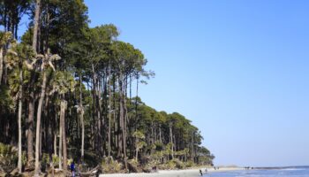 Hunting Island Maritime Forest Coastline
