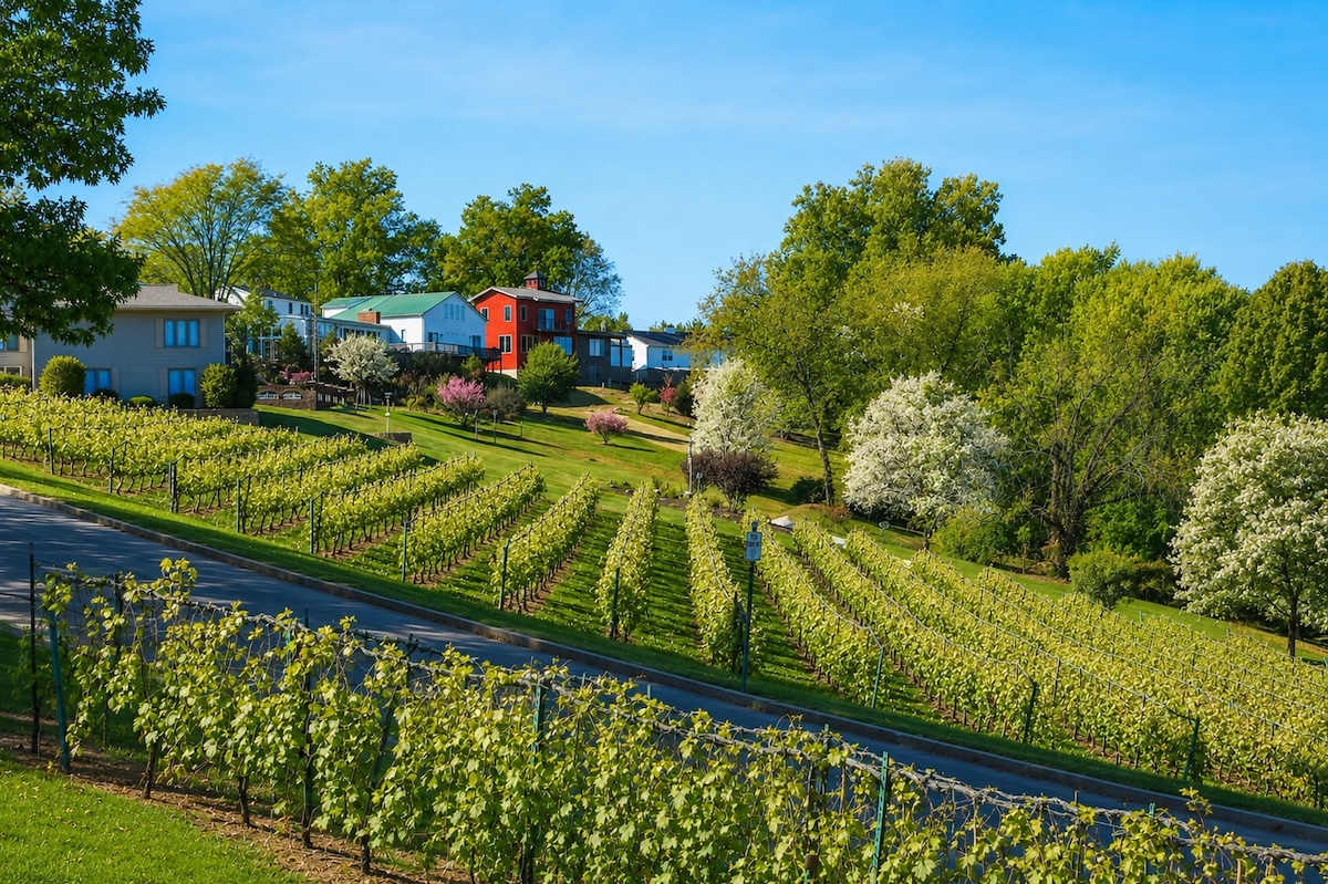 Missouri vineyard