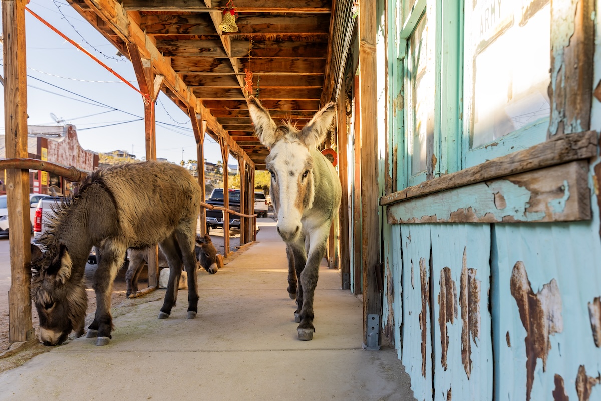 Oatman Burros