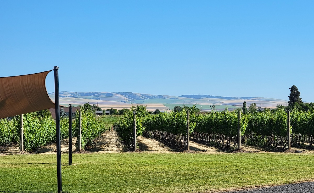 Walla Walla Vineyard