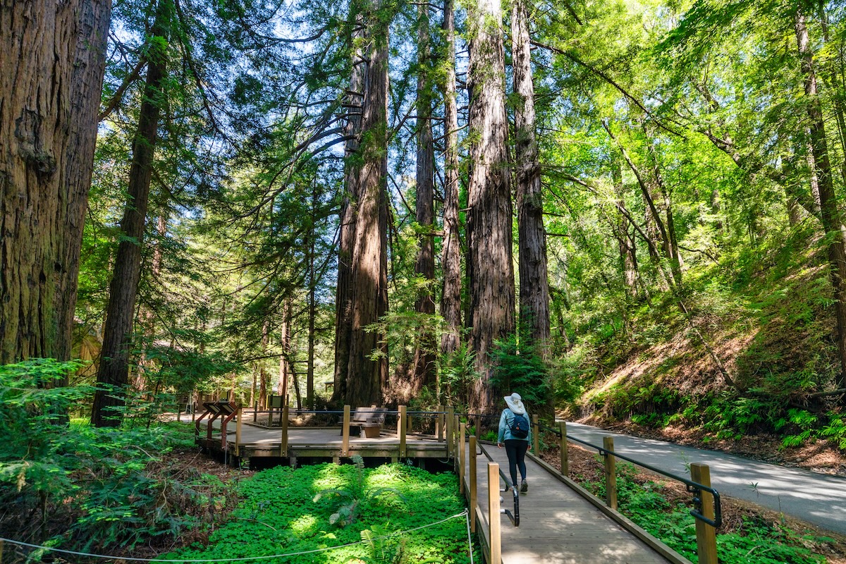 Julia Pfeiffer Burns State Park