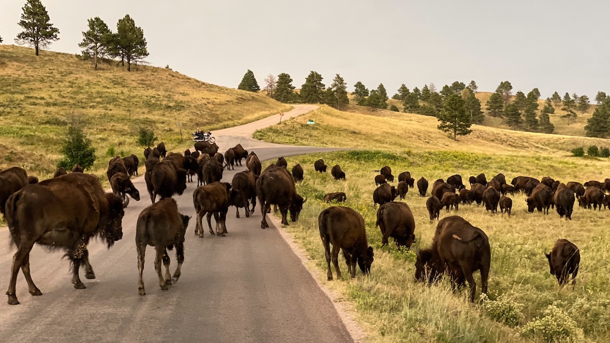 Custer State Park