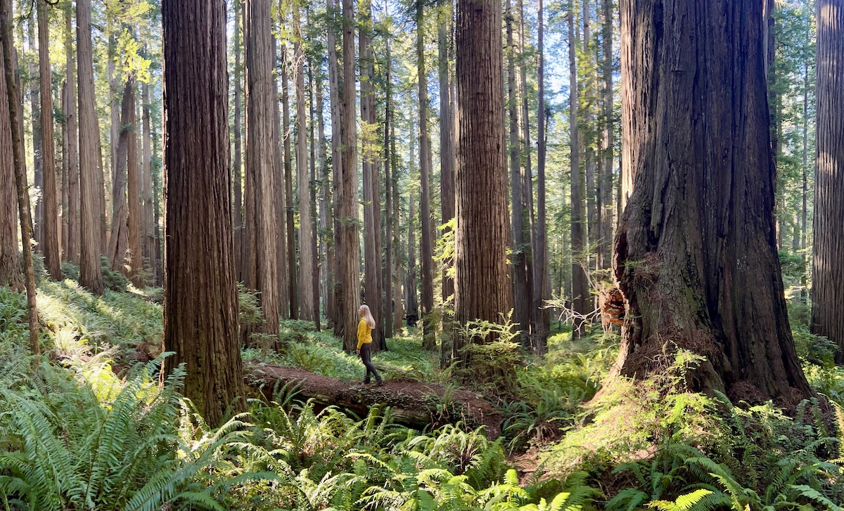 Jedediah Smith Redwood State Park