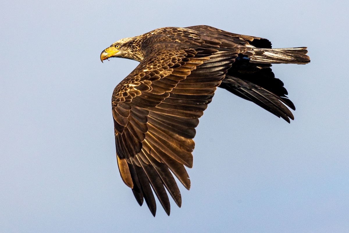 Juvenile Bald Eagle