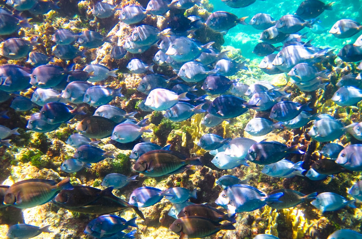 Little Corn Island