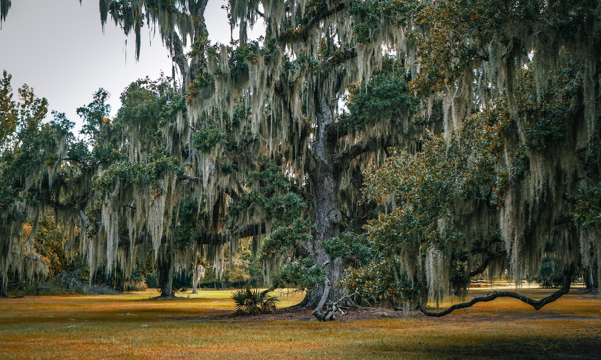 Fontainebleau State Park