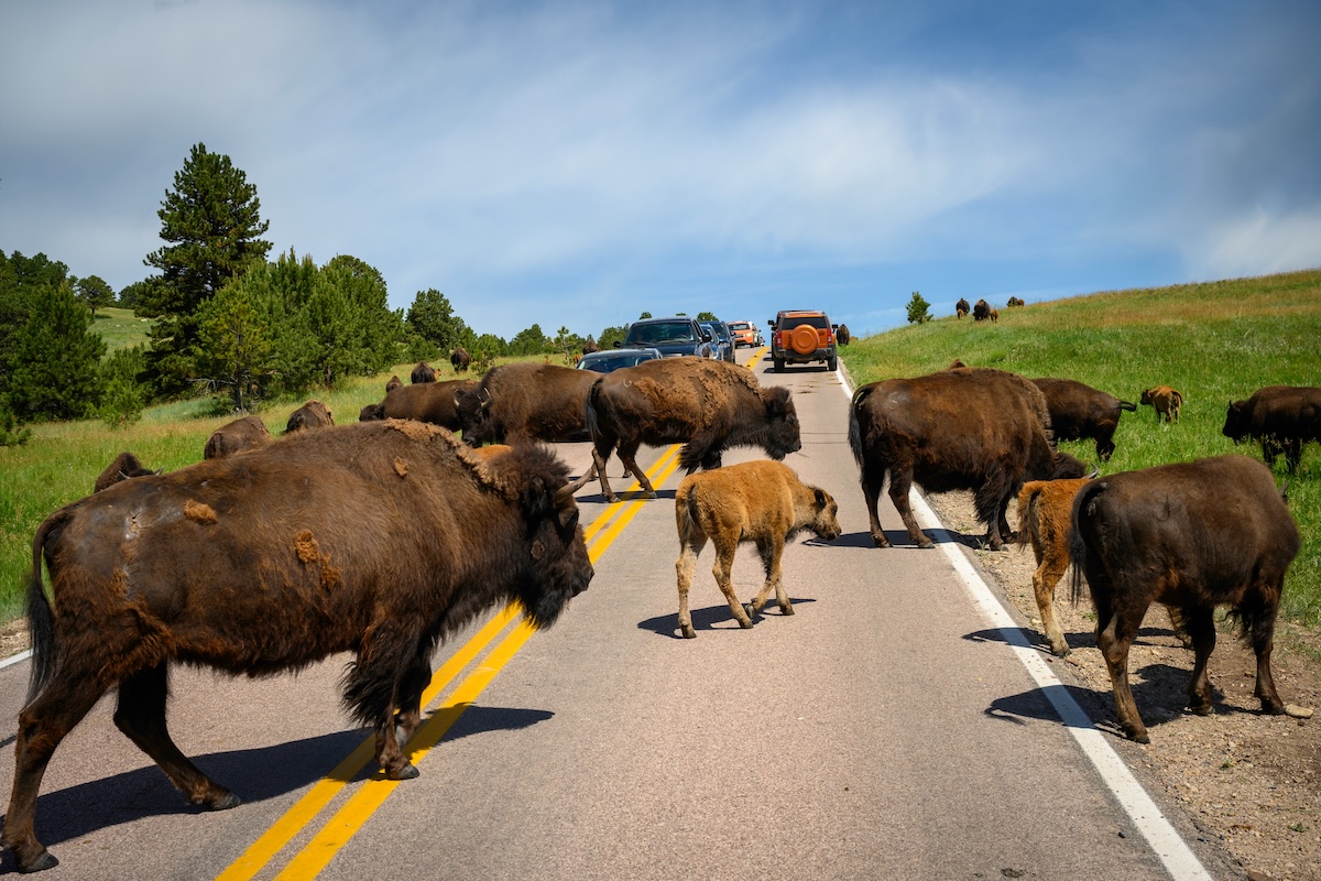 Custer State Park