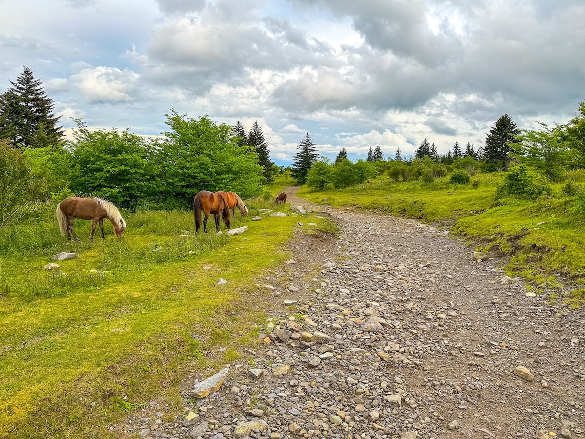 Grayson Highlands State Park